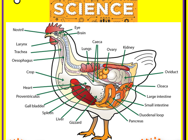 PRIMARY FIVE SCIENCE