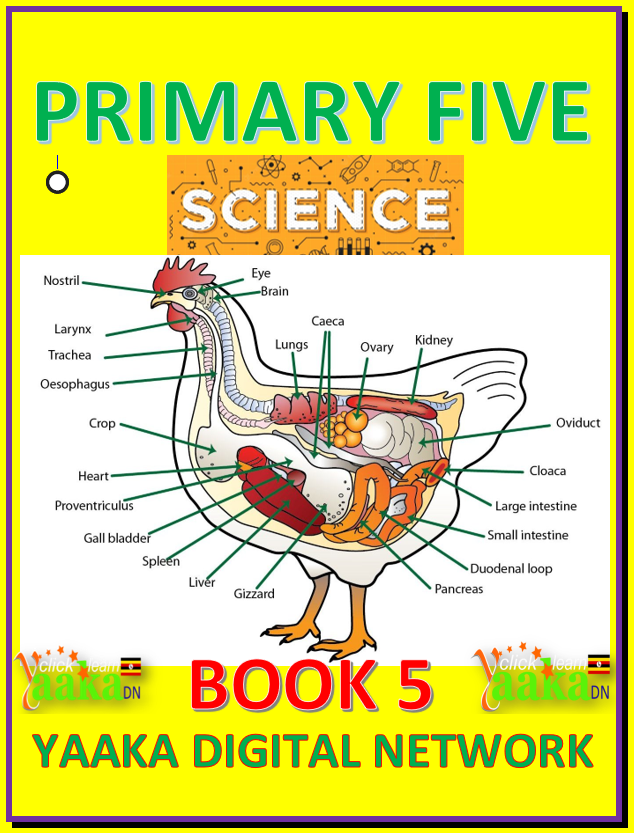 PRIMARY FIVE SCIENCE